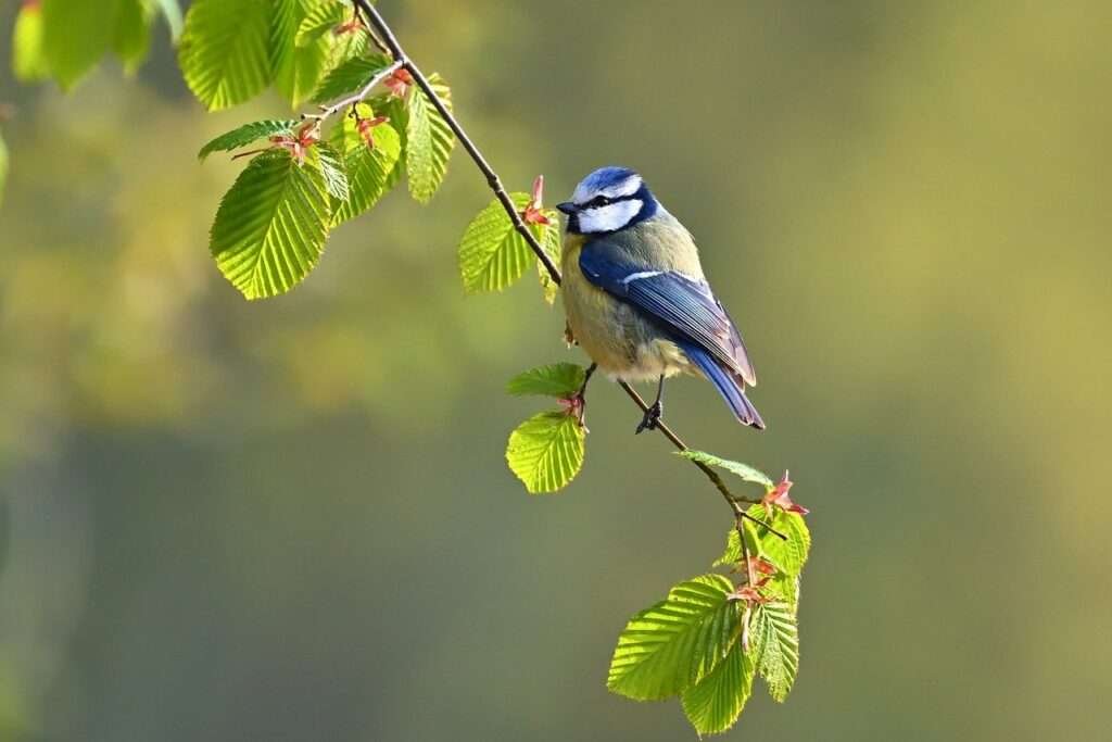 blue tit, tit, bird-7965696.jpg